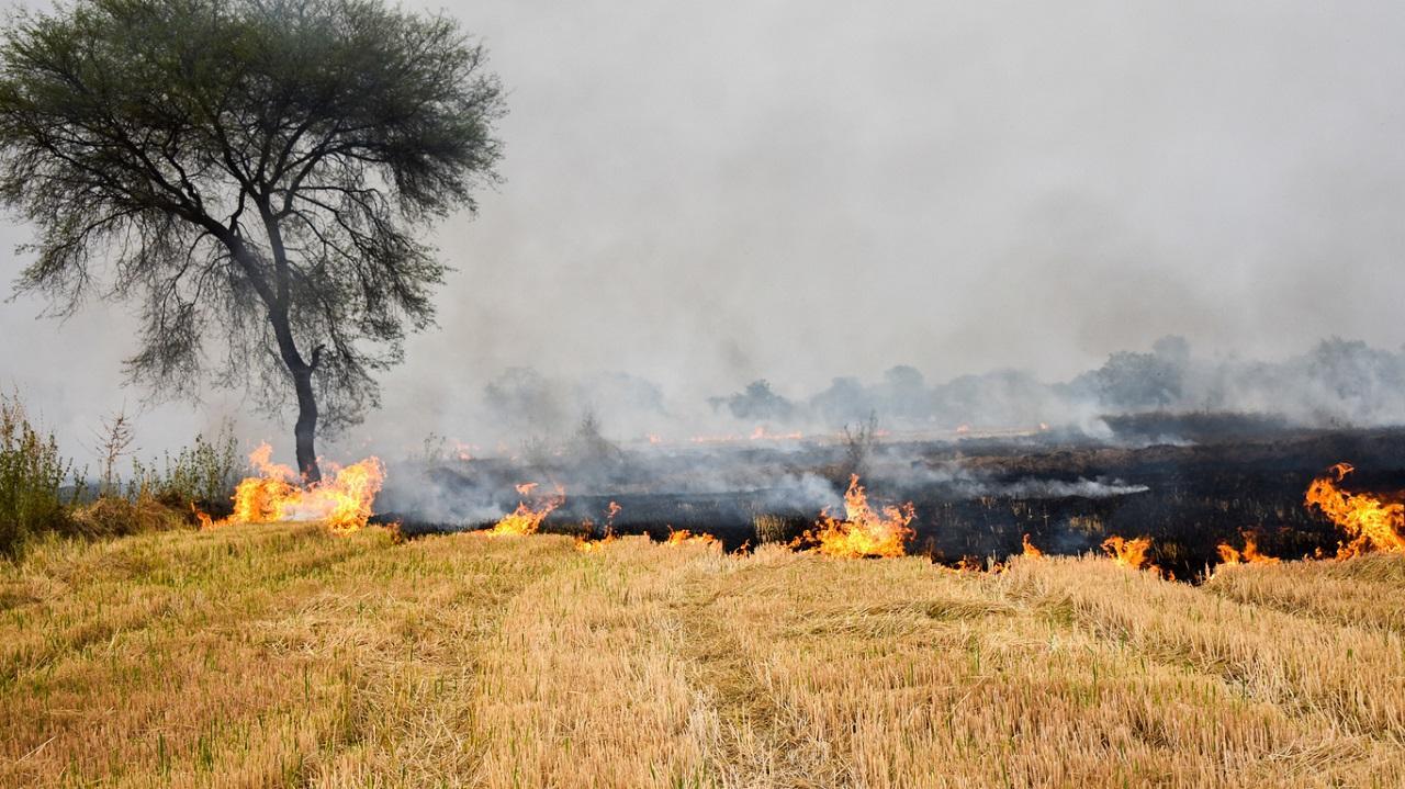 30 per cent drop in stubble burning incidents in Punjab as compared to last year: Minister